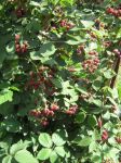 IMG_2491~0.JPG