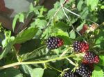 IMG_3395.JPG