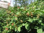 IMG_3410.JPG