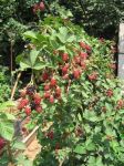 IMG_Orcan.JPG