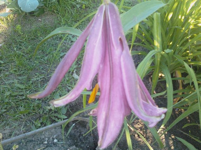 ����� ���� ensa