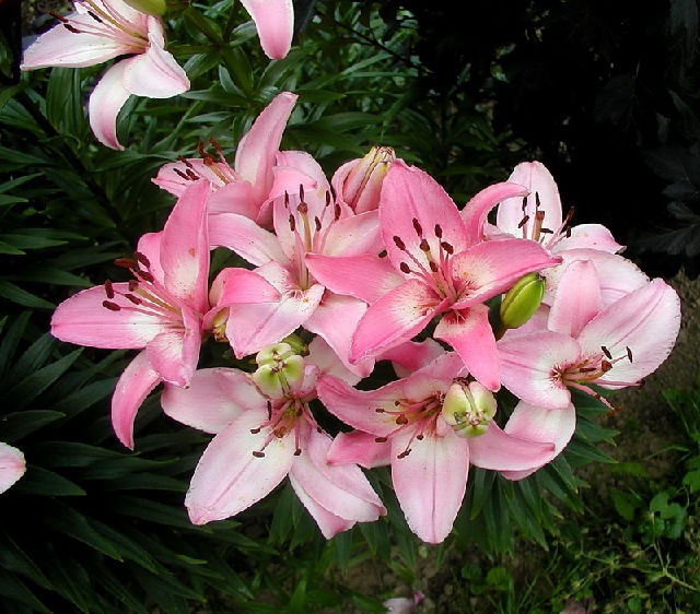 ����� ���� Melissa officinalis