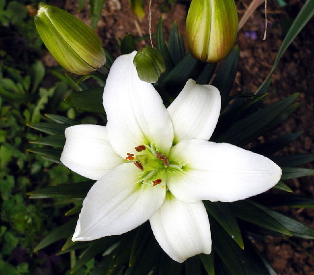 ����� ���� Melissa officinalis