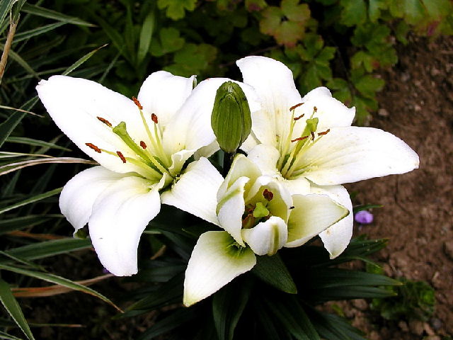 ����� ���� Melissa officinalis