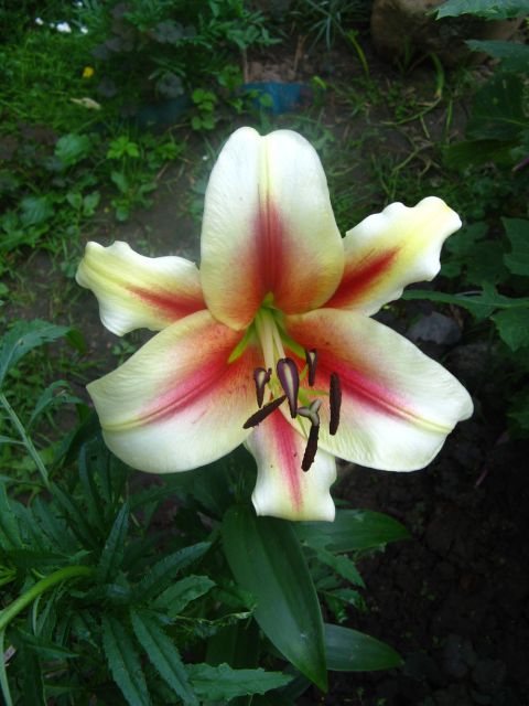 ����� ���� juliam