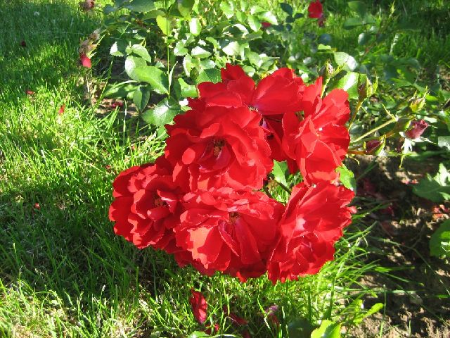 ����� ���� ���������