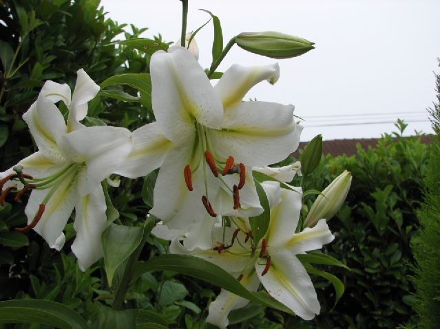 ����� ���� mitero
