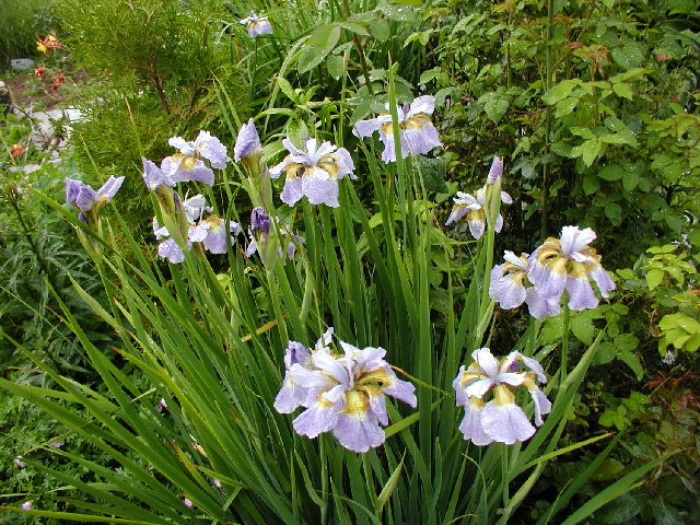 ����� ���� Melissa officinalis