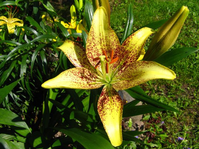 ����� ���� juliam