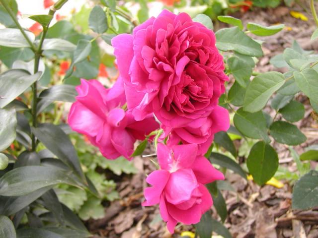 ����� ���� Melissa officinalis