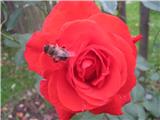 ����� ���� Florik
