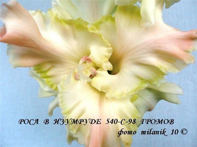 ����� ���� Milanik