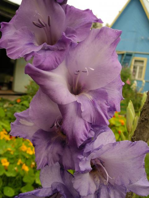 ����� ���� Sopusha