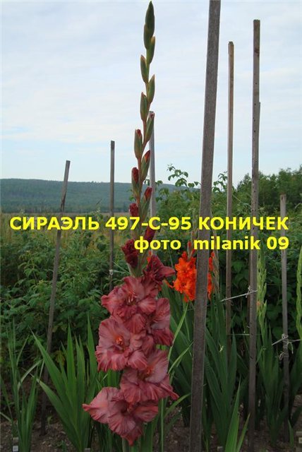 ����� ���� Milanik
