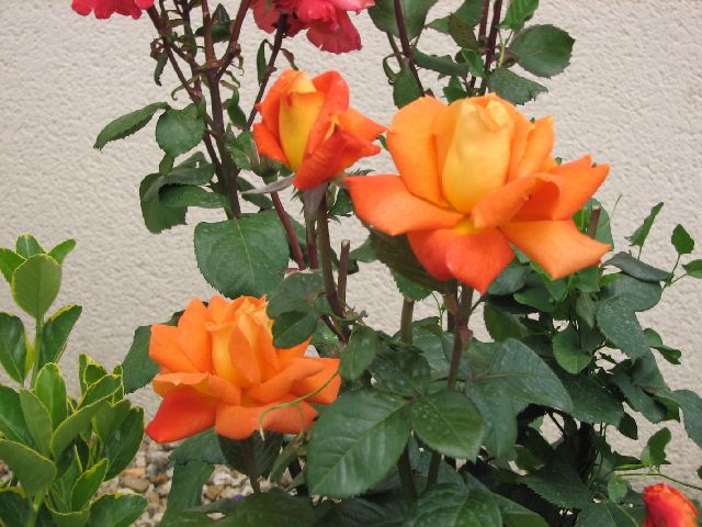 ����� ����  mitero