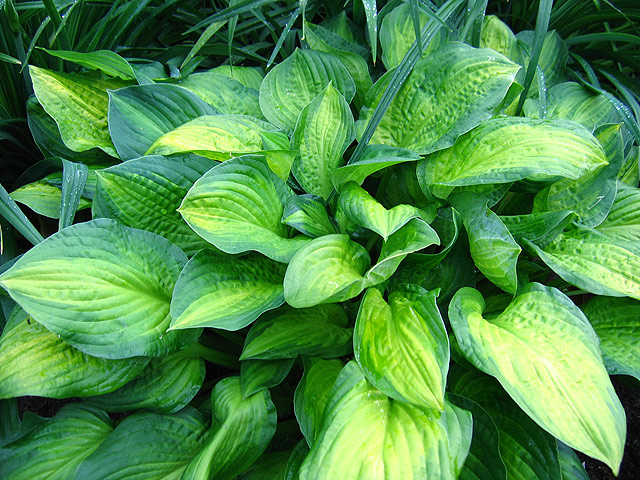 ����� ���� �������