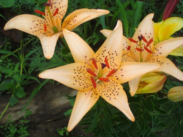 ����� ���� Pirina