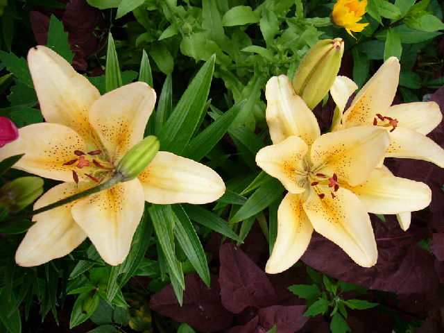 ����� ���� viola2