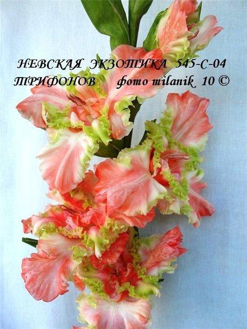 ����� ���� Milanik