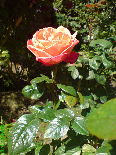 ����� ���� zeltko