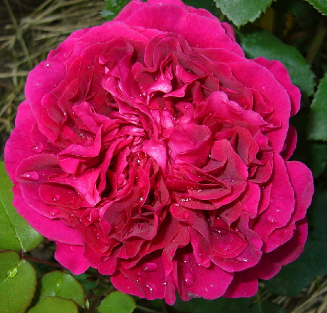 ����� ���� viola2