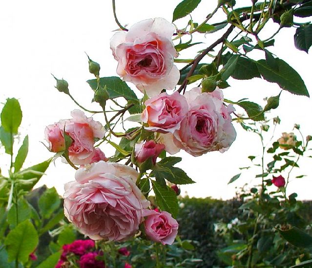 ����� ���� Melissa officinalis