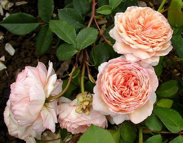 ����� ���� Melissa officinalis
