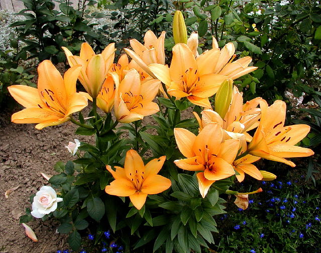 ����� ���� Melissa officinalis