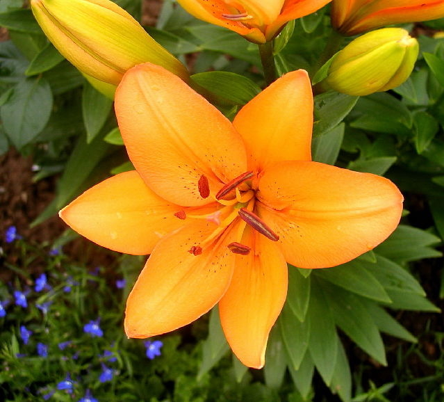 ����� ���� Melissa officinalis