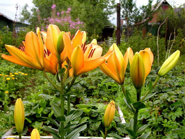 ����� ���� Melissa officinalis
