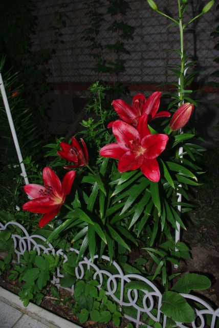 ����� ���� amalex