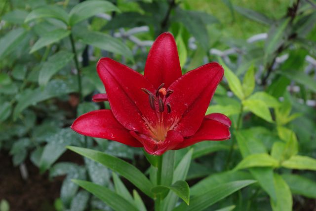 ����� ���� amalex