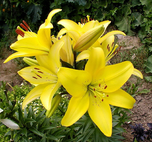 ����� ���� Melissa officinalis