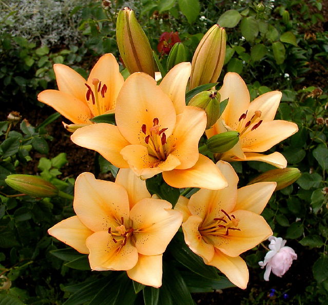 ����� ���� Melissa officinalis