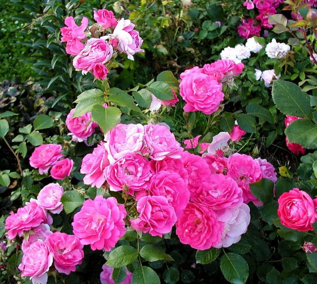 ����� ���� Melissa officinalis