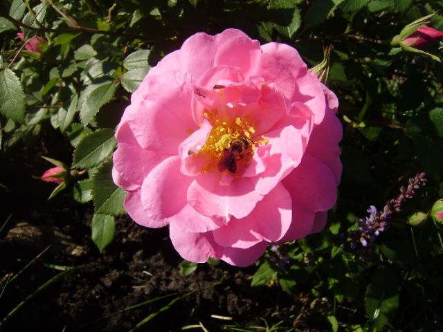 ����� ���� Duchesnea