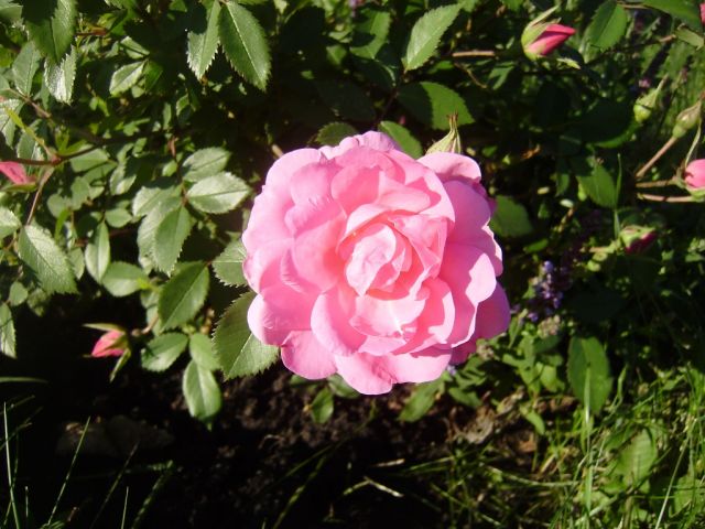 ����� ���� Duchesnea