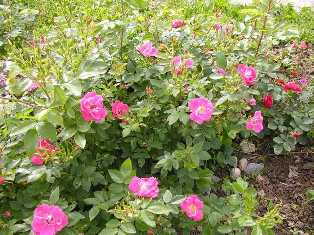 ����� ���� Melissa officinalis