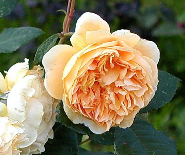 ����� ���� Melissa officinalis