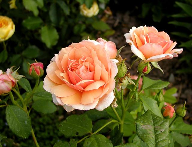 ����� ���� Melissa officinalis