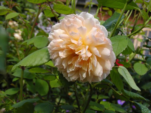 ����� ���� Melissa officinalis