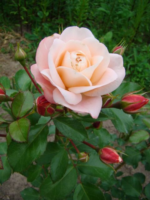 ����� ���� Mila_K