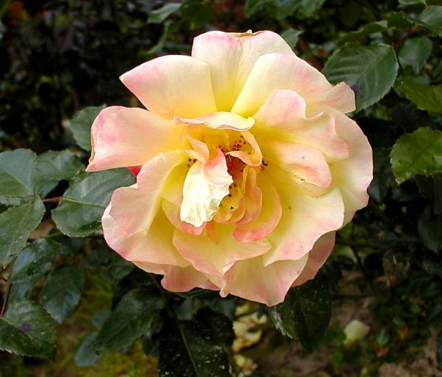 ����� ���� Melissa officinalis