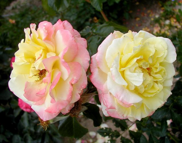 ����� ���� Melissa officinalis