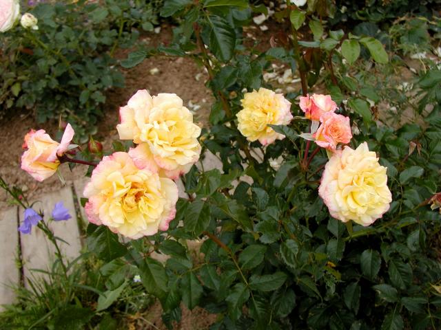 ����� ���� Melissa officinalis