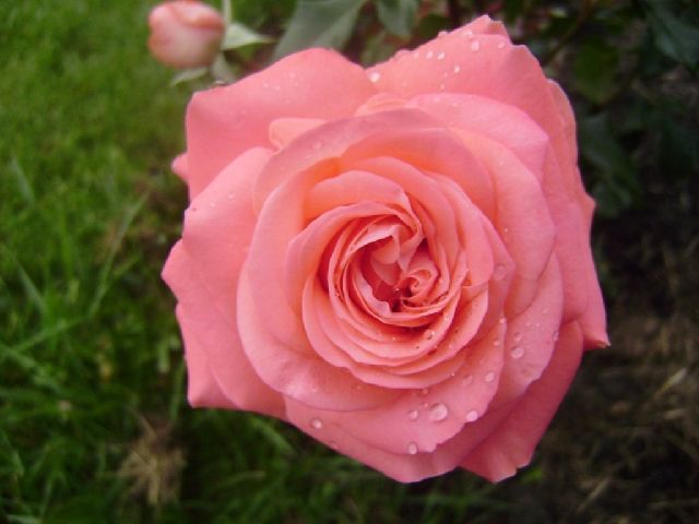 ����� ���� Duchesnea
