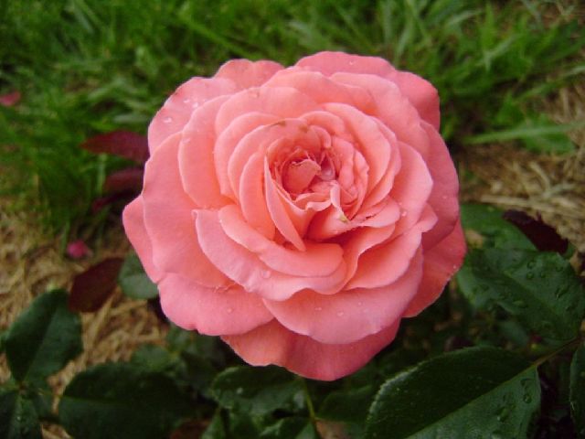 ����� ���� Duchesnea