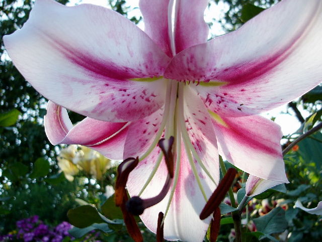 ����� ���� viola2