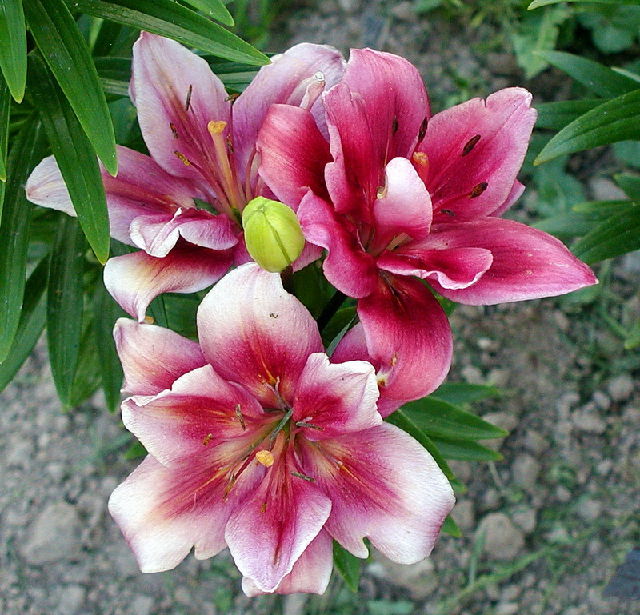 ����� ���� Melissa officinalis