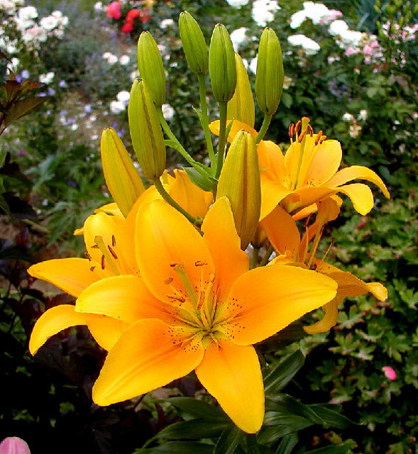 ����� ���� Melissa officinalis